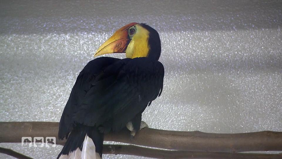 Der Runzelhornvogel wartet auf den Medizincheck Der Runzelhornvogel wartet auf den Medizincheck