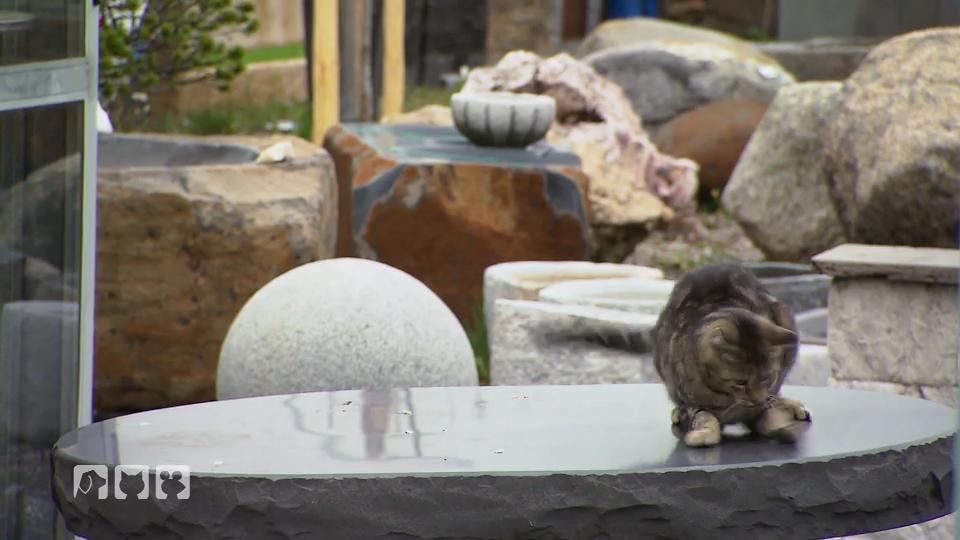 Ein Natursteinbetrieb mit vielen Katzen Ein Natursteinbetrieb mit vielen Katzen