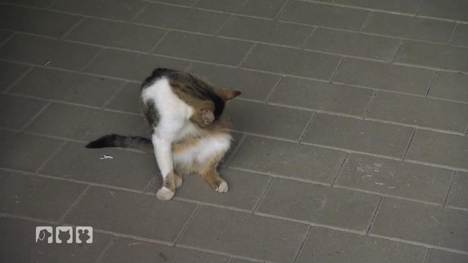 Der Fall "Natursteinkatzen" Der Fall "Natursteinkatzen"