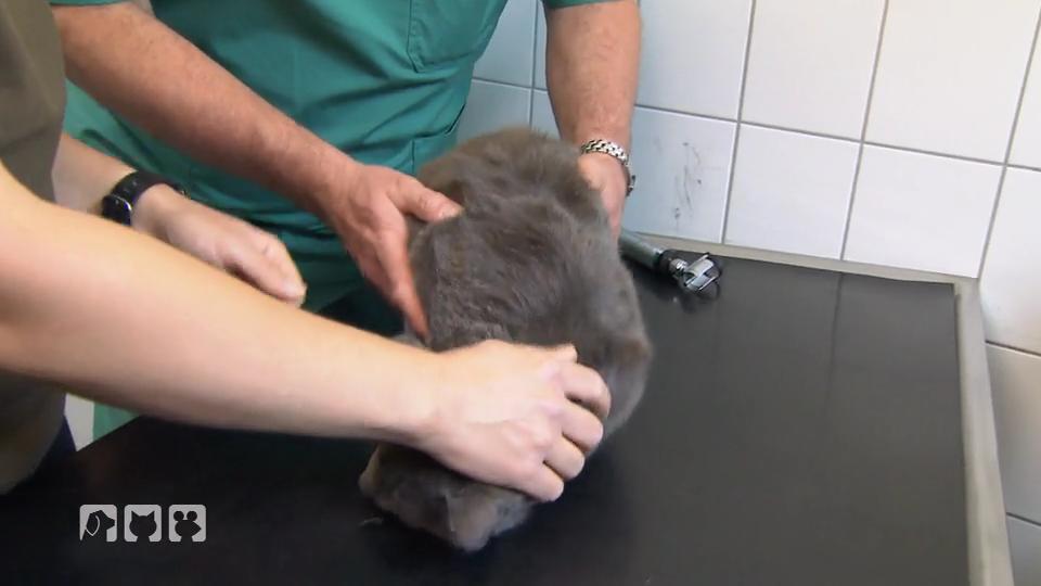 Eine neues Katzenheim Eine neues Katzenheim