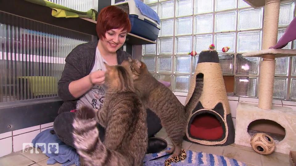 Katzenschmuser - Was steckt dahinter? Katzenschmuser - Was steckt dahinter?