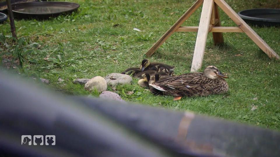 Eine Entenfamilie muss umziehen Eine Entenfamilie muss umziehen