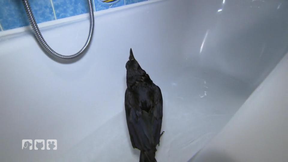 Ein ungewöhnliches Haustier Ein ungewöhnliches Haustier