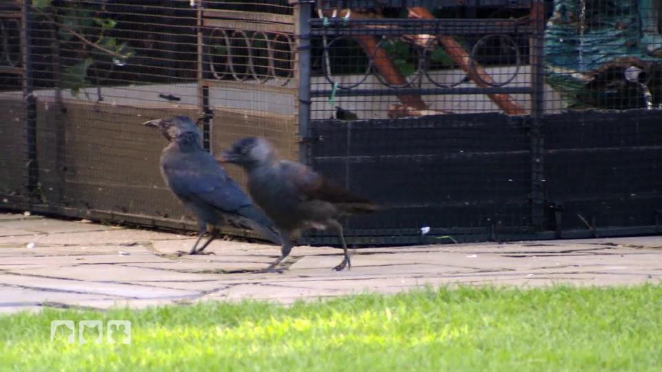 Ein fehlgeprägter Vogel Ein fehlgeprägter Vogel