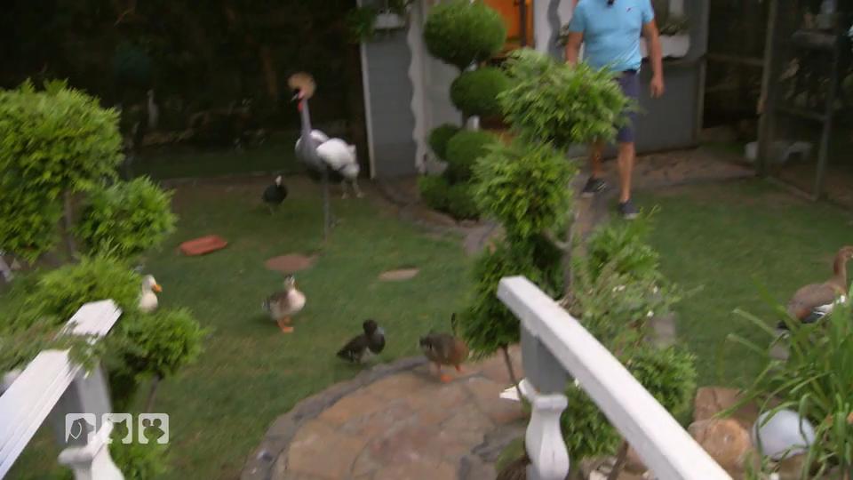 Vogelauffangstation im Wohngebiet Vogelauffangstation im Wohngebiet