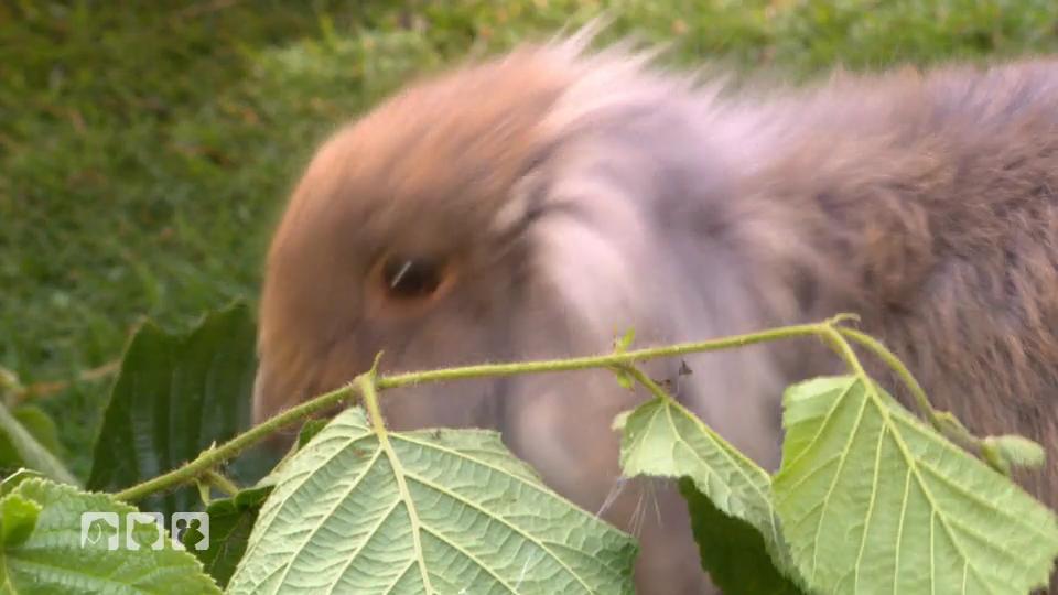 Kaninchen leiden unter der Sommerhitze Kaninchen leiden unter der Sommerhitze