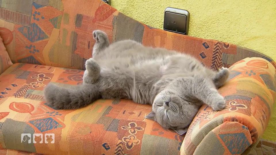 Tipps zur Katzenhaltung Tipps zur Katzenhaltung