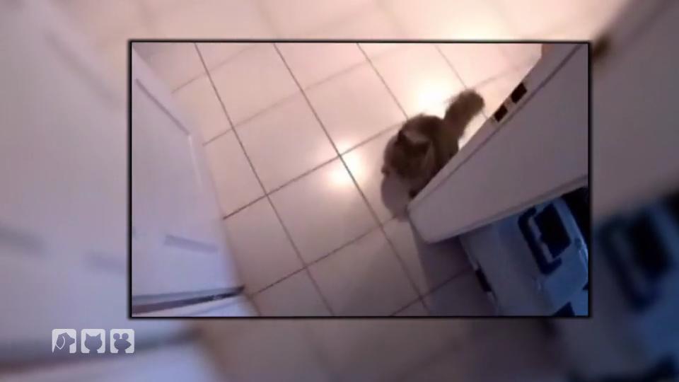 Lucy attackiert jeden Besucher Lucy attackiert jeden Besucher
