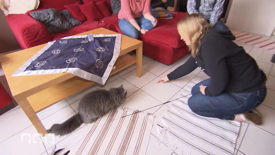 Katze Lucy mag keine Männer Katze Lucy mag keine Männer