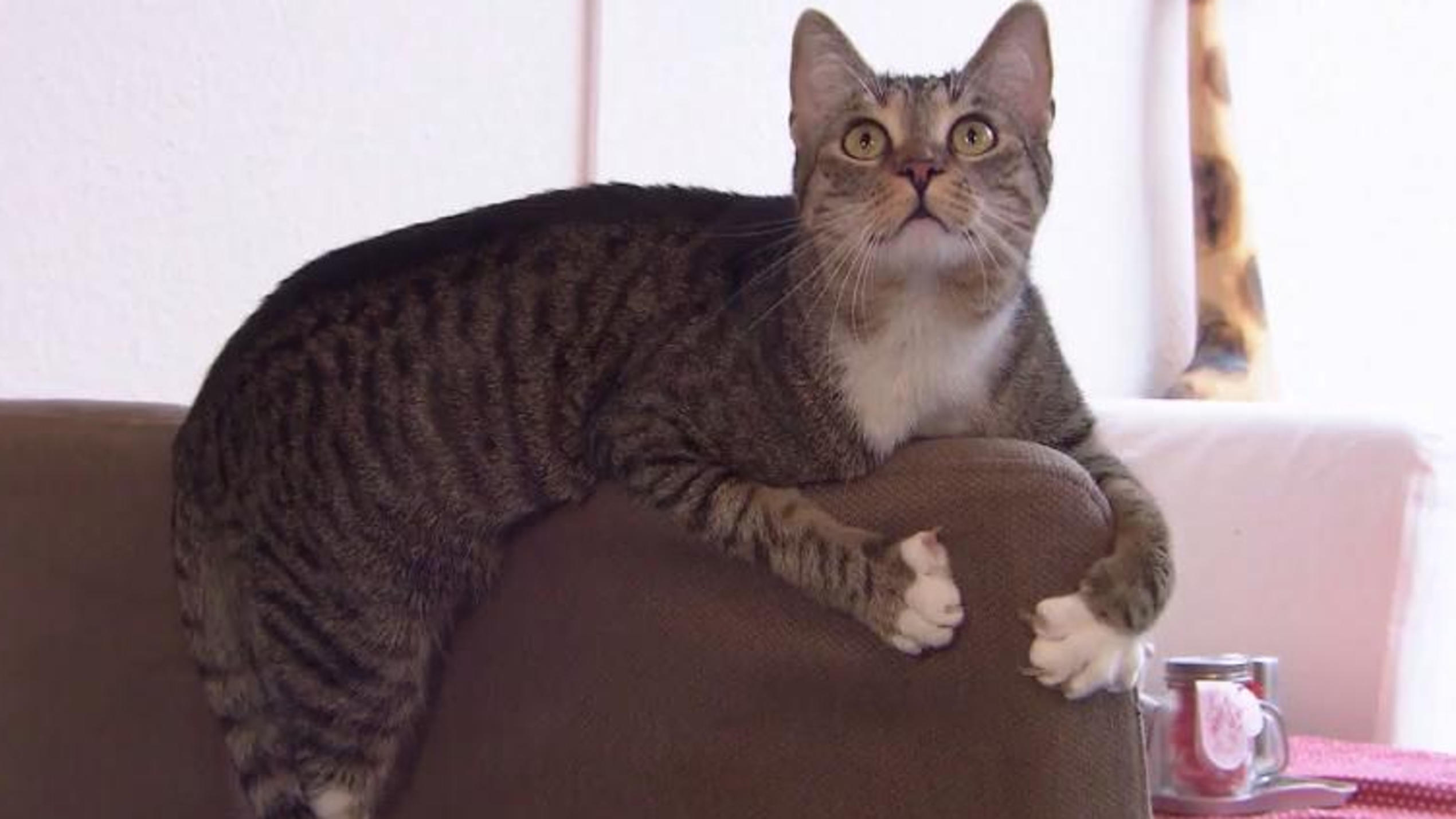 Katzenspielzeug: Immer neue Ideen Katzenspielzeug: Immer neue Ideen