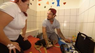 Physiotherapie für Hunde Physiotherapie für Hunde
