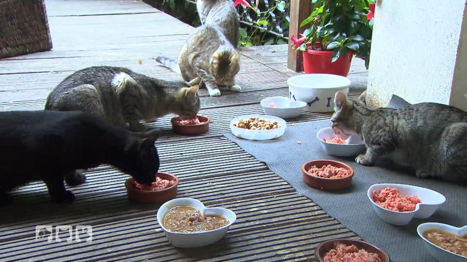 Streunerkatzen in Not Streunerkatzen in Not