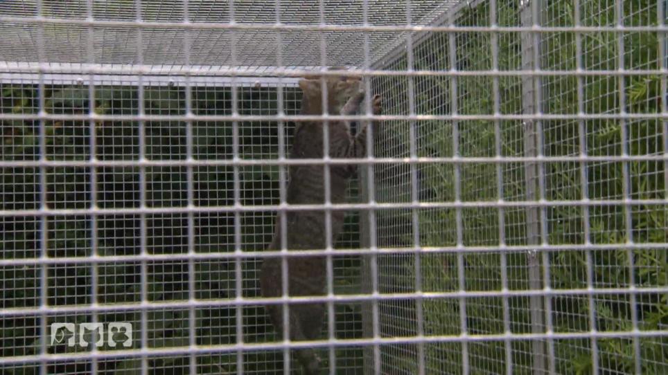 Die Umsiedlung der Streunerkatzen Die Umsiedlung der Streunerkatzen