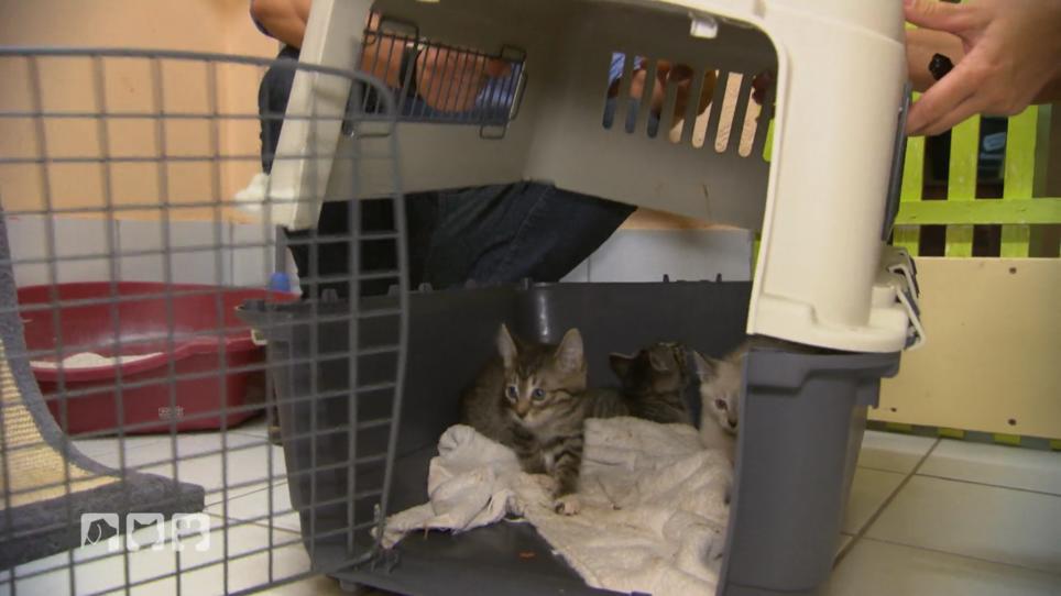 Ein neuer Platz für die Katzenkinder Ein neuer Platz für die Katzenkinder