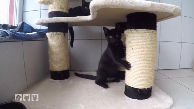 Wie viel kostet die Katzenhaltung Wie viel kostet die Katzenhaltung