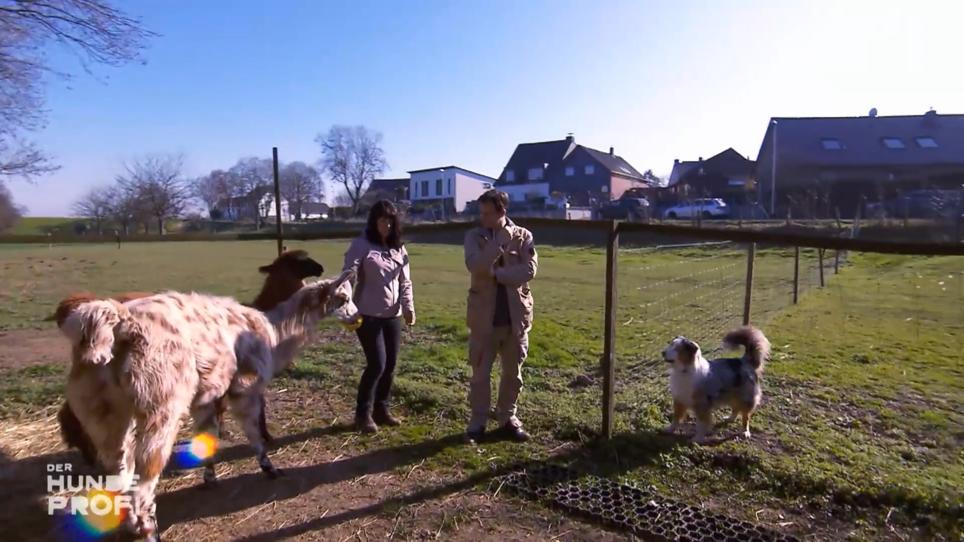 Was macht ein Hundeprofi bei Lamas? Was macht ein Hundeprofi bei Lamas?
