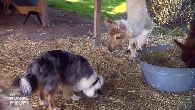 Ist der Hund-Lama-Krieg endlich vorbei? Ist der Hund-Lama-Krieg endlich vorbei?