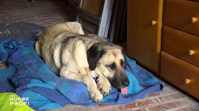 Ist Anton einfach ein Hofhund? Ist Anton einfach ein Hofhund?