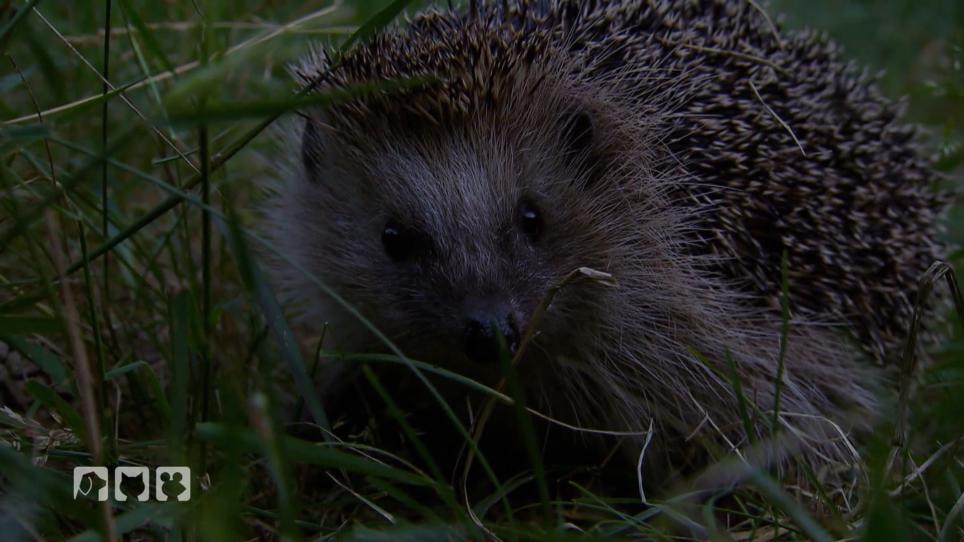 Igel in der Großstadt Igel in der Großstadt