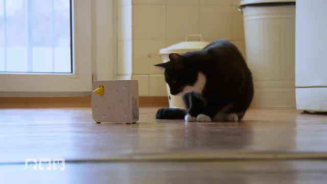 Skurrile Katzenprodukte im Test Skurrile Katzenprodukte im Test