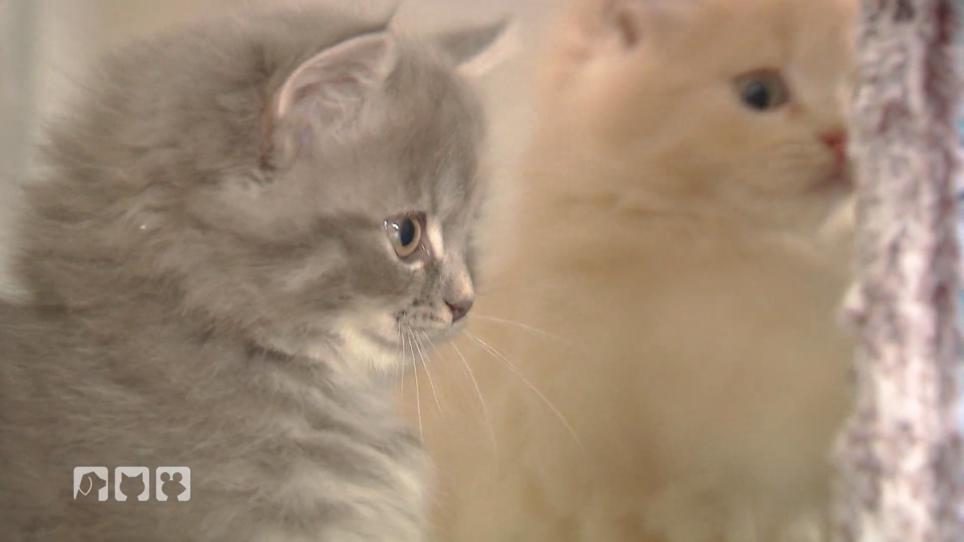Ein geheimer Blick in die Katzen-Babystube Ein geheimer Blick in die Katzen-Babystube