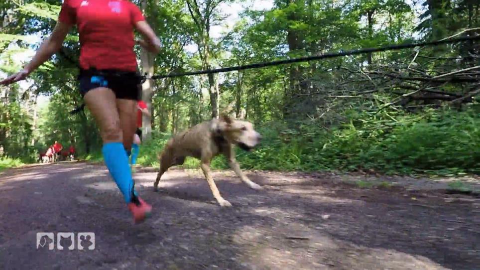 Ein rasanter Geländelauf mit Hund Ein rasanter Geländelauf mit Hund