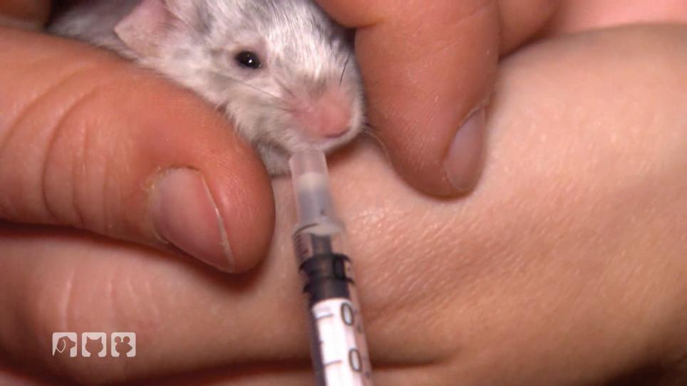 Eine Maus mit Atemnot Eine Maus mit Atemnot