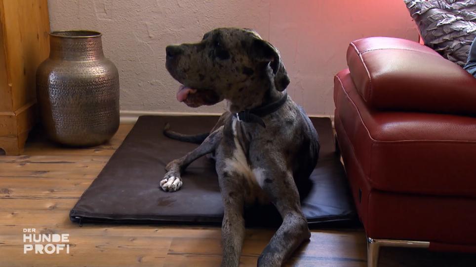 Im Chaos-Doggen-Haus kehrt etwas Ruhe ein Im Chaos-Doggen-Haus kehrt etwas Ruhe ein