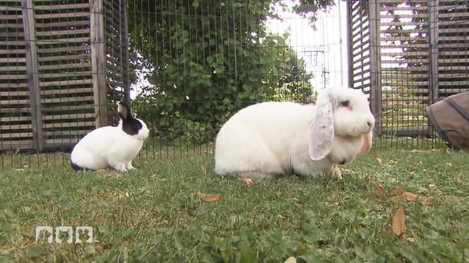 Die grössten Hoppler der Welt Die grössten Hoppler der Welt