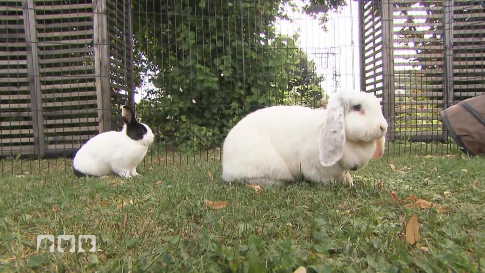 Die grössten Hoppler der Welt Die grössten Hoppler der Welt