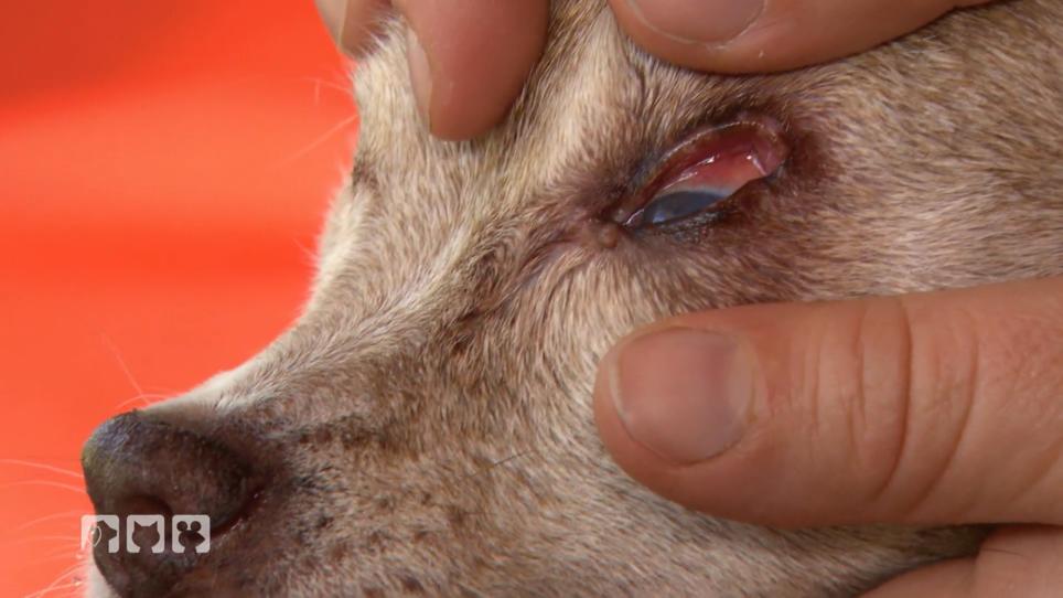 Hundeseniorin Bärbel hat ein Augenproblem Hundeseniorin Bärbel hat ein Augenproblem