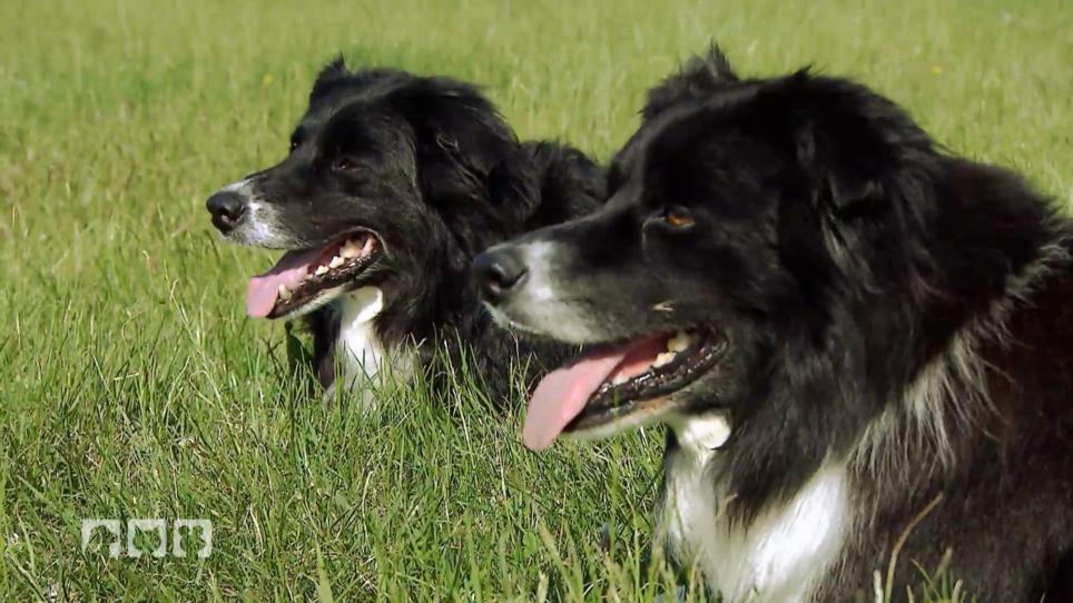 Longieren mit Hund aber ohne Leine Longieren mit Hund aber ohne Leine