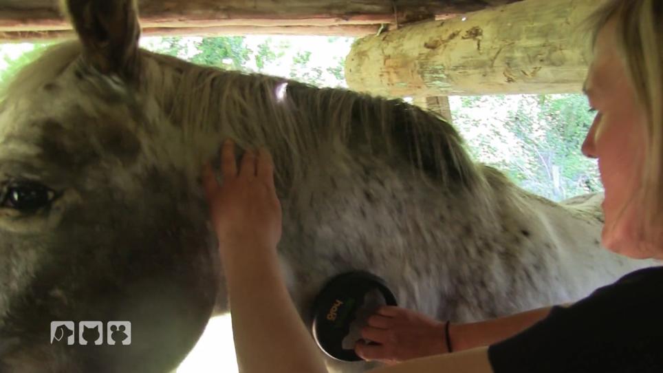 Sofortige Hilfe für Pferd und Esel Sofortige Hilfe für Pferd und Esel