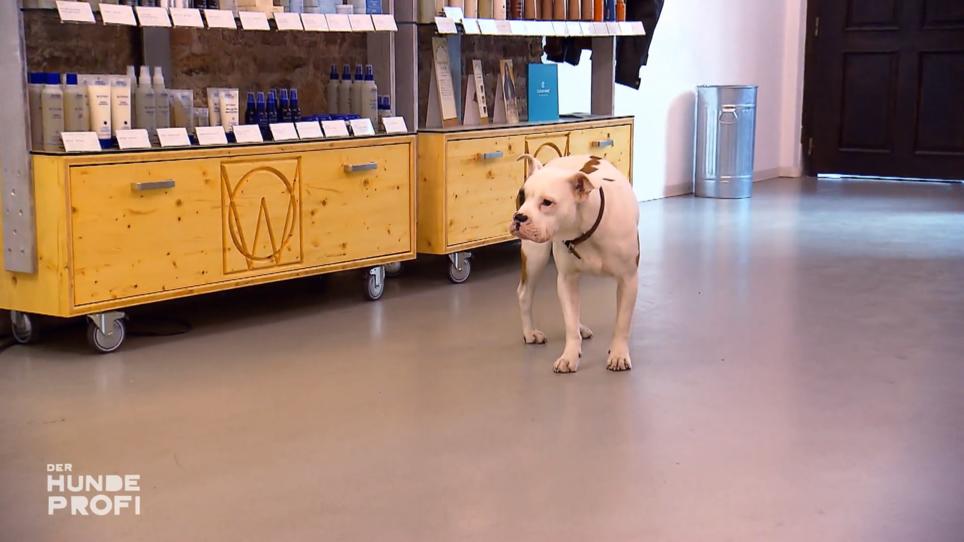 Englische Bulldogge Fine verschreckt die Kunden Englische Bulldogge Fine verschreckt die Kunden