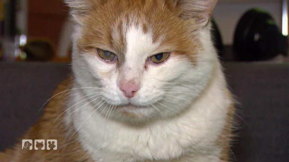 Kater Oleg leidet unter Atemnot Kater Oleg leidet unter Atemnot
