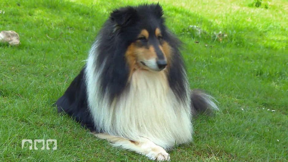 Langhaar Collie: Was macht diese Rasse aus? Langhaar Collie: Was macht diese Rasse aus?