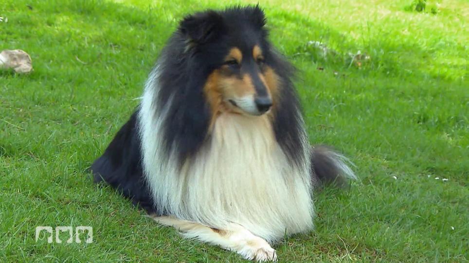 Langhaar Collie: Was macht diese Rasse aus? Langhaar Collie: Was macht diese Rasse aus?