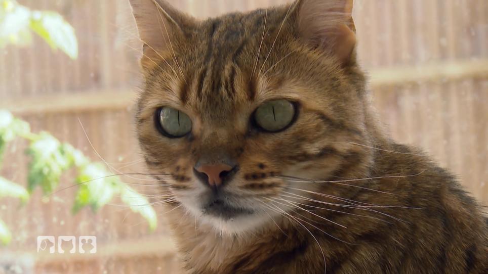Ein neues Zuhause für Bengalkatzen Ein neues Zuhause für Bengalkatzen
