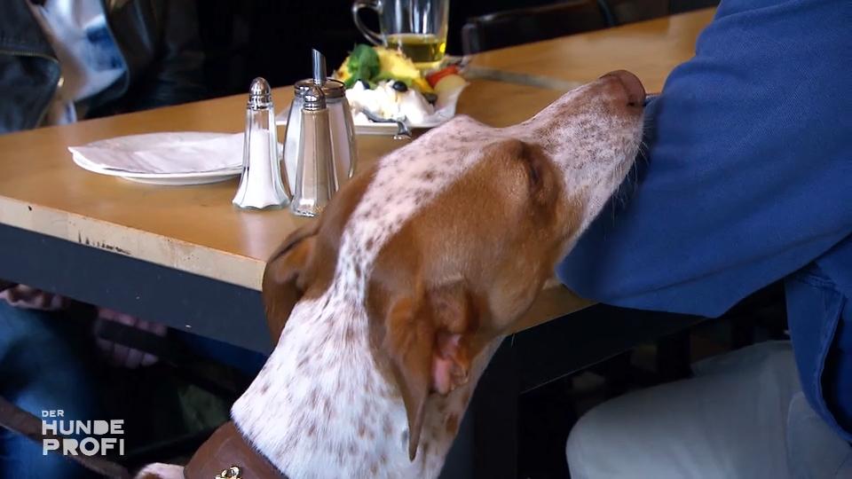 Podenco Don Pepino quengelt und heult Podenco Don Pepino quengelt und heult