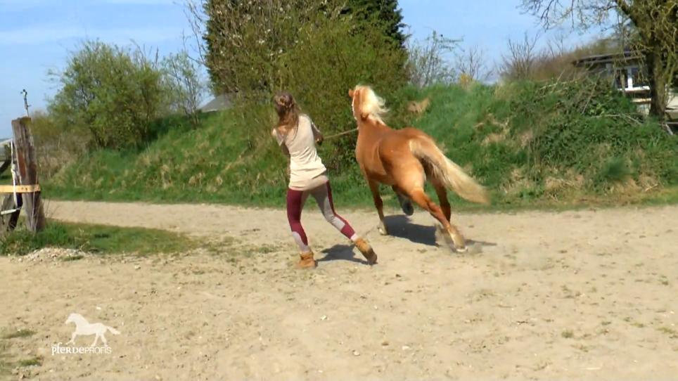 Einfangen statt Reiten – so sollte es nicht sein! Einfangen statt Reiten – so sollte es nicht sein!