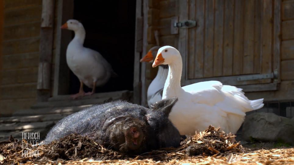 Hängebauchschwein Bonnie hat besondere Bodyguards Hängebauchschwein Bonnie hat besondere Bodyguards