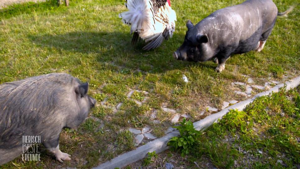 Mit Artgenossen kann Bonnie nichts anfangen Mit Artgenossen kann Bonnie nichts anfangen