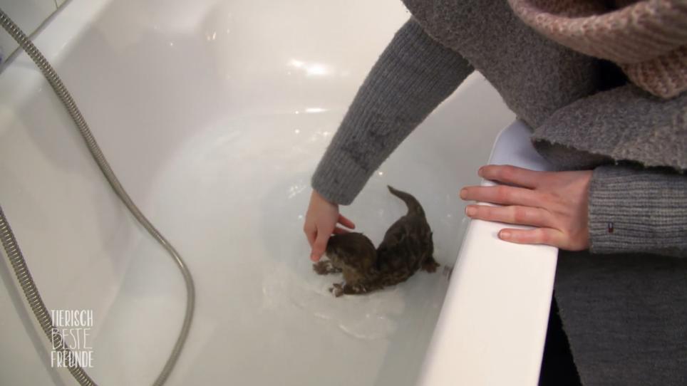 Baby-Otter Pikachu soll schwimmen lernen! Baby-Otter Pikachu soll schwimmen lernen!