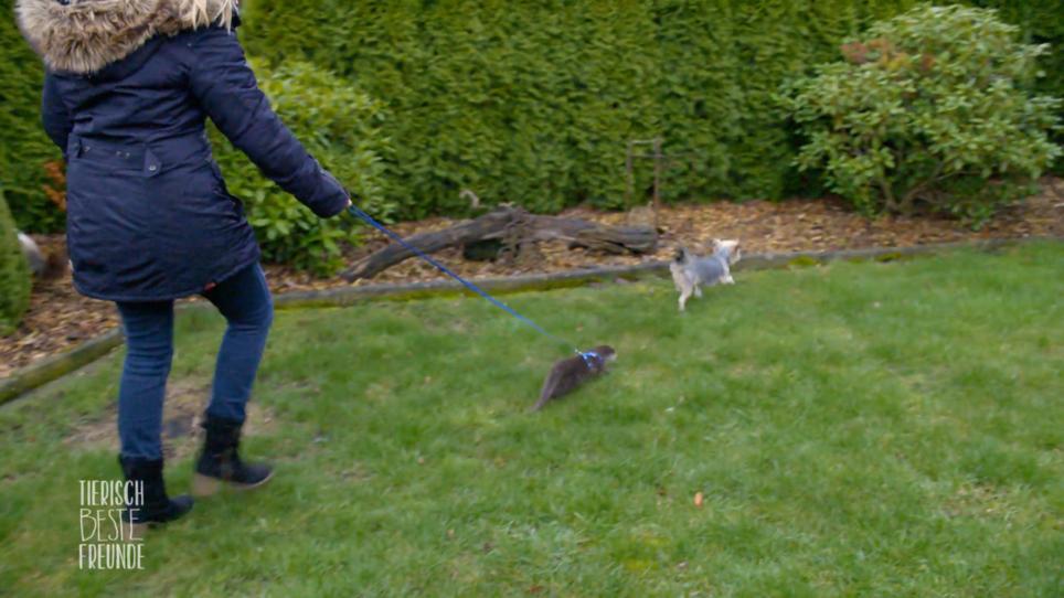 Otterwaise Pikachu gibt das Tempo vor Otterwaise Pikachu gibt das Tempo vor