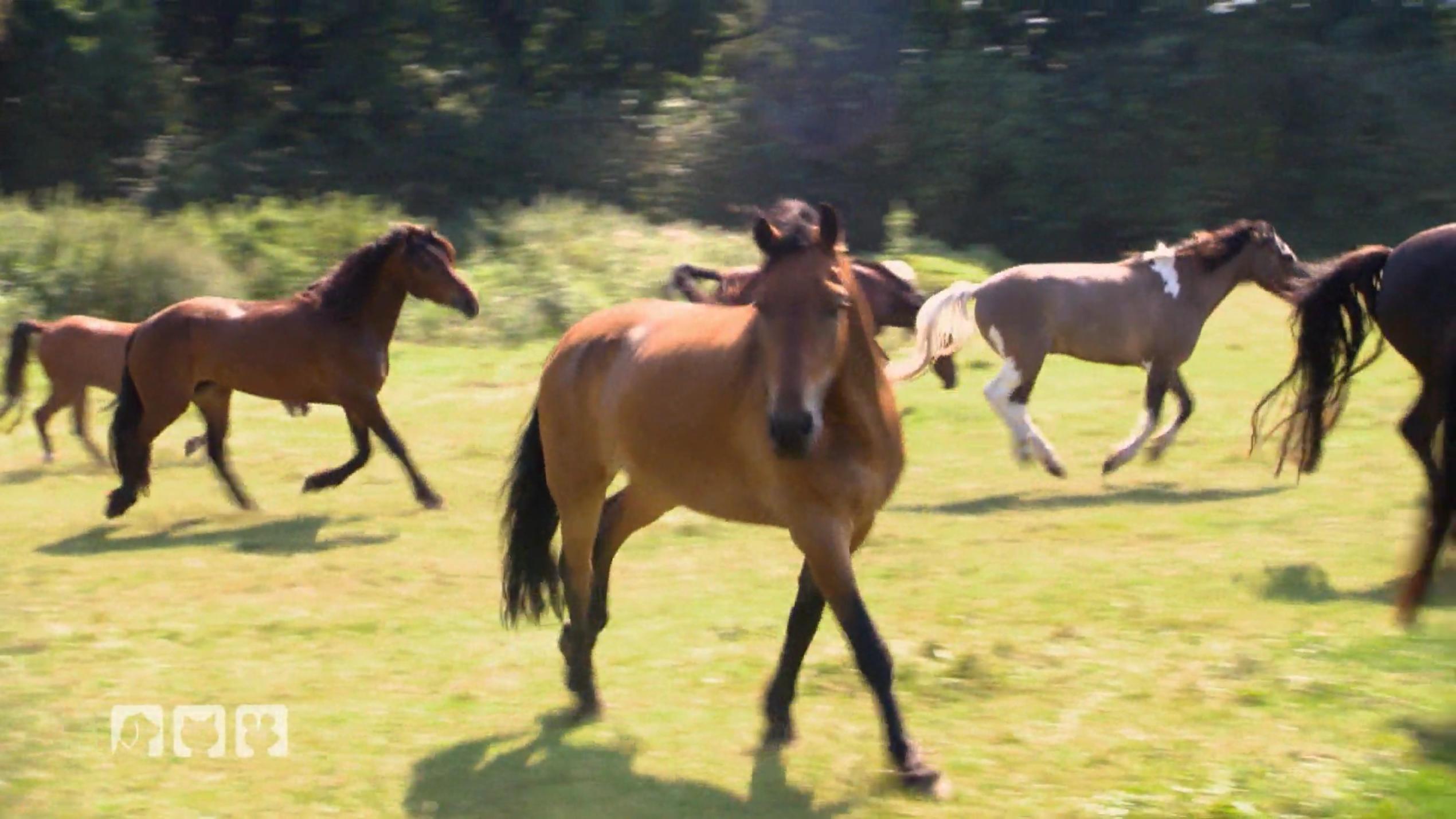 Reiten ohne Alles Reiten ohne Alles