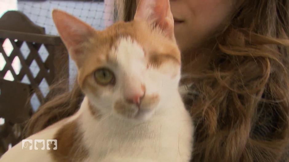 Vorsicht- Kater Ginger! Vorsicht- Kater Ginger!
