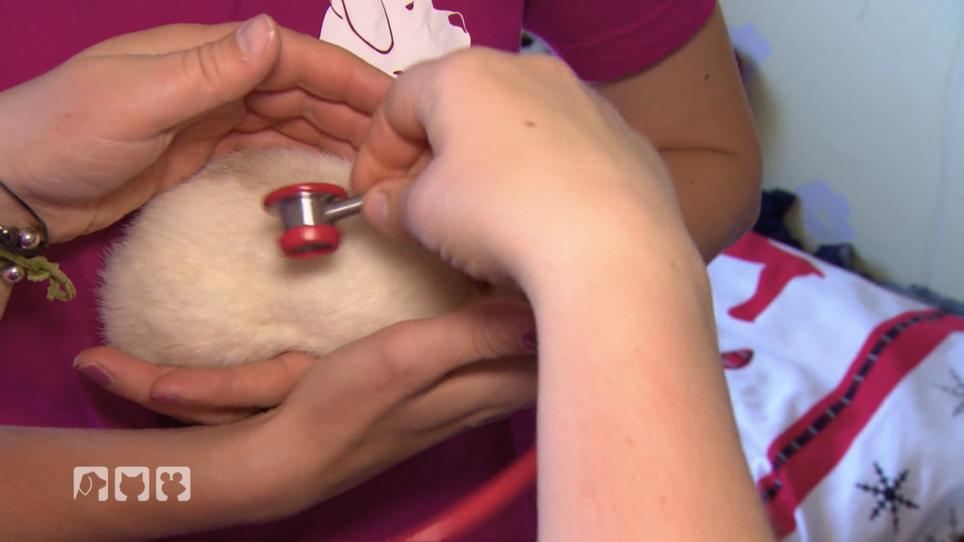 Ratte Charly leidet unter Atemnot Ratte Charly leidet unter Atemnot