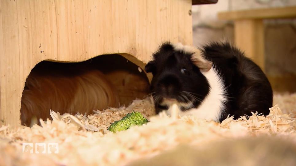 Tiere verleihen: Sinnvoll oder unseriös? Tiere verleihen: Sinnvoll oder unseriös?