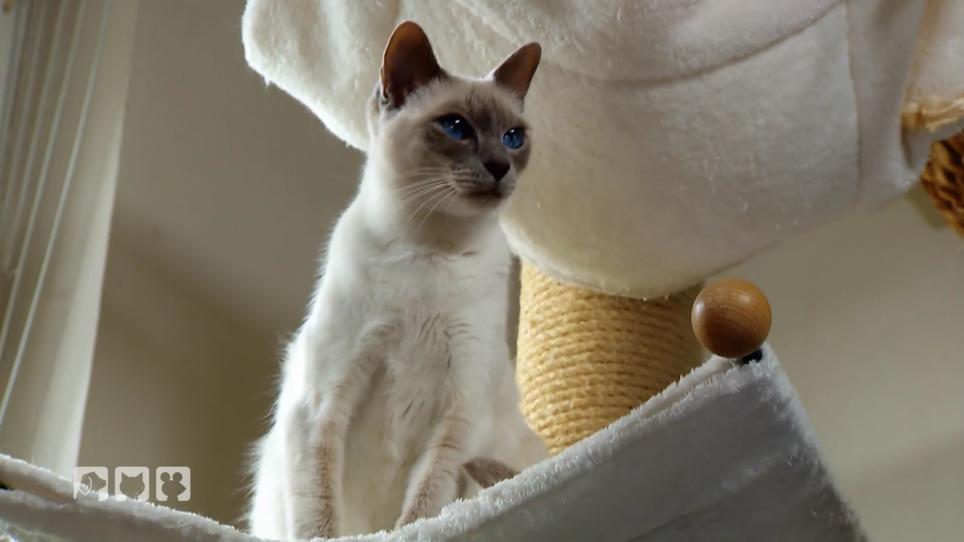 Thaikatzen: Ein Rasseportrait Thaikatzen: Ein Rasseportrait