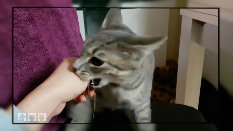 Kater Merlin greift alle an Kater Merlin greift alle an